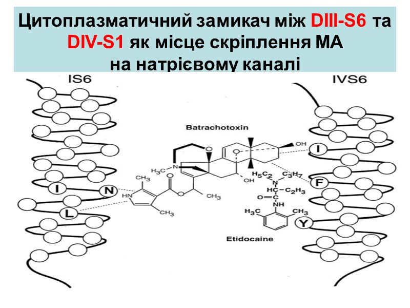 Цитоплазматичний замикач між DIII-S6 та DIV-S1 як місце скріплення МА на натрієвому каналі Цитоплазматичний замикач між DIII-S6 та DIV-S1 як місце скріплення МА на натрієвому каналі